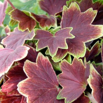 Pelargonium Vancouver Centennial