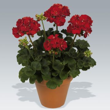 Pelargonium Victor