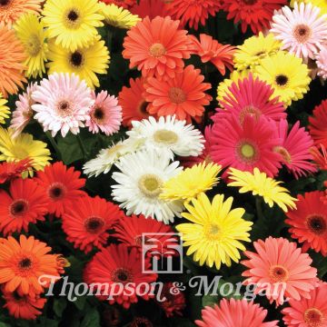 Gerbera jamesonii T&M Mixed F2 Seeds - African Daisy