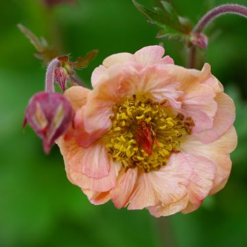 Geum Bell Bank