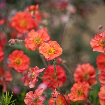 Geum Coral Tempest