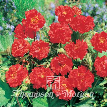 Seeds of Geum Flora Pleno Blazing Sunset - Avens