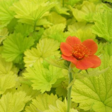 Geum Eos