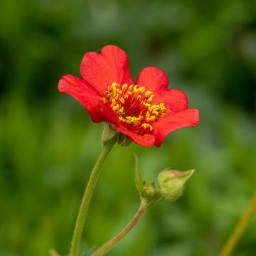 Benoîte, Geum Feuerball