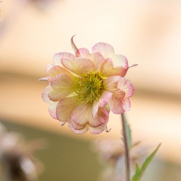 Geum Pretticoats Peach