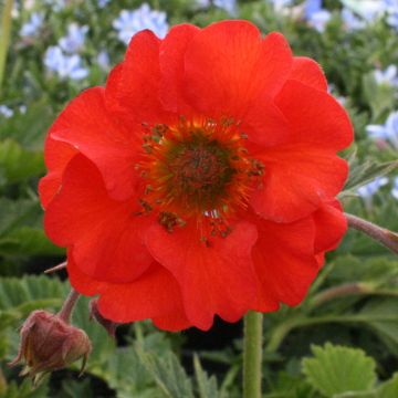 Geum coccineum Red Wings