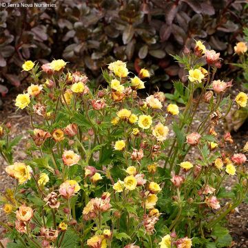 Geum Tempo Yellow - Benoîte