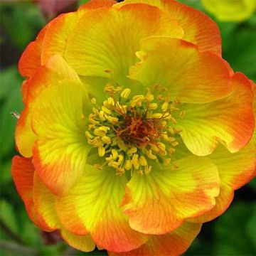 Geum Cocktail Tequila Sunrise