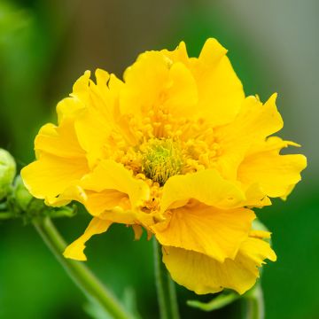 Geum chiloense Lady Stratheden - Benoîte jaune.