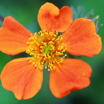 Geum coccineum Borisii