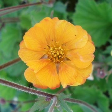 Geum coccineum Karlskaer