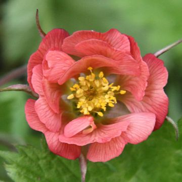 Geum rivale Leonards Variety