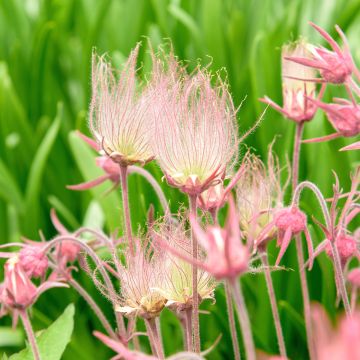 Benoîte - Geum triflorum