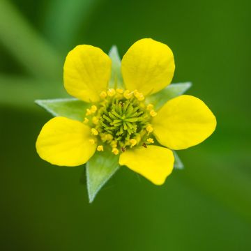 Geum urbanum - Benoîte commune.