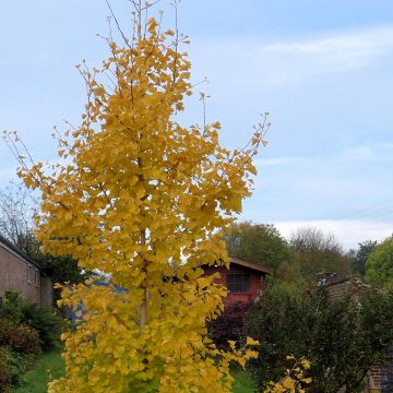 Ginkgo biloba Gold Flame  Desginb2