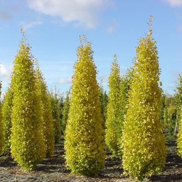 Ginkgo biloba fastigiata Blagon