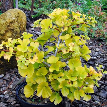 Ginkgo biloba  Mariken