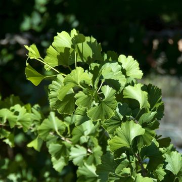 Ginkgo biloba Pendula