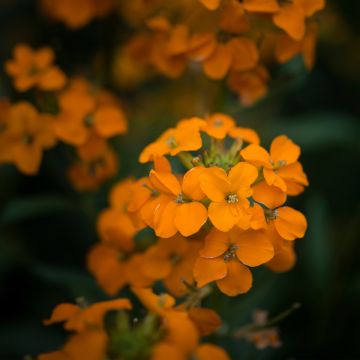 Erysimum Apricot Twist - Wallflower