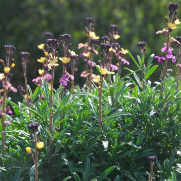 Erysimum mutabile - Wallflower