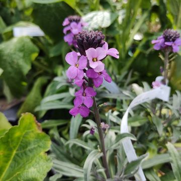 Erysimum linifolium Bowless Mauve - Wallflower