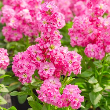 Matthiola incana Heritage Pink