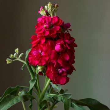 Matthiola incana Heritage Scarlet