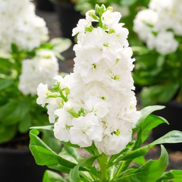 Matthiola incana Heritage White