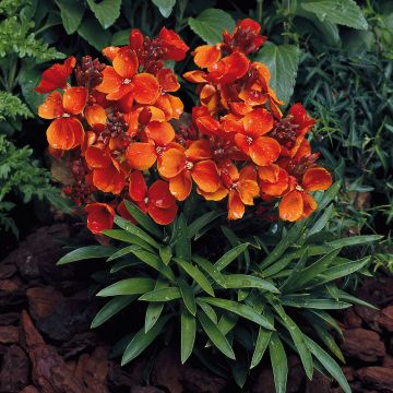 Wallflower 'Scarlet Bedder'