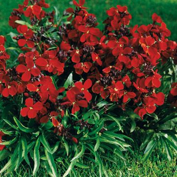 Erysimum Bedder Vulcan - Wallflower