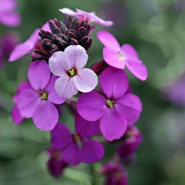 Erysimum Poem Lavender - Wallflower