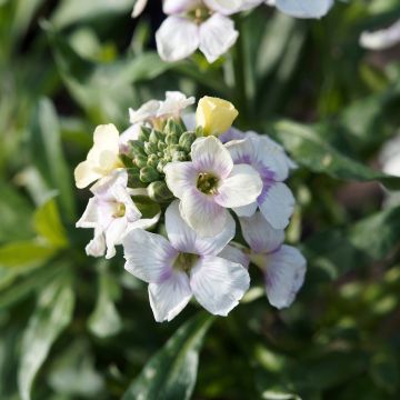 Erysimum Rysi Moon Plug Plant  - Perennial Wallflower