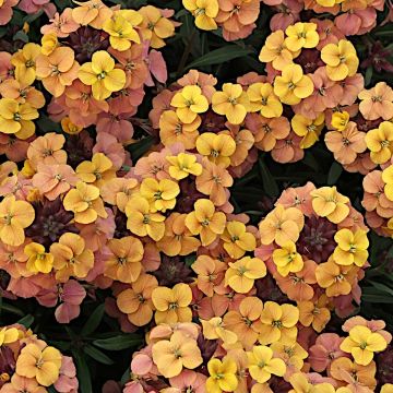 Erysimum x cheiri Artist Gogh's Gold - Wallflower