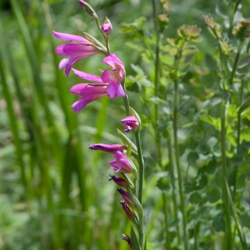 Gladiolus italicus - Italian Gladiolus