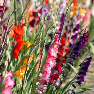 Gladiolus nanus Mix