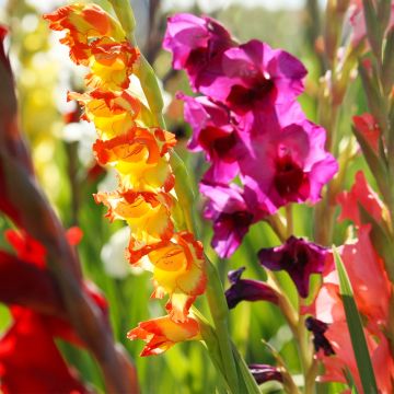 Gladiolus grandiflorus Mix - Sword Lily