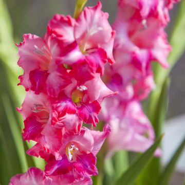 Gladiolus tubergenii Charm - Sword Lily