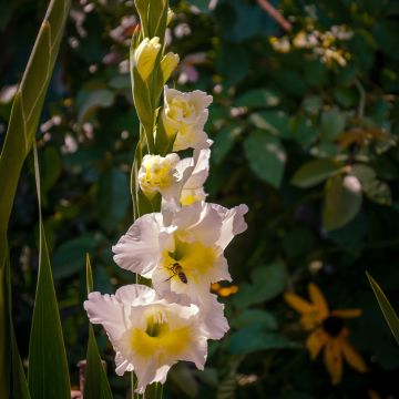 Gladiolus grandiflorus Break of Dawn - Sword Lily