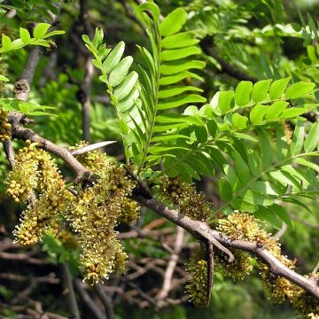 Gleditsia triacanthos - Thornless Honeylocust