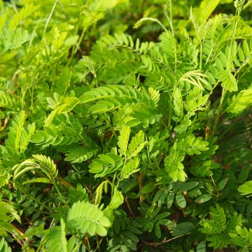 Févier d'Amérique - Gleditsia triacanthos Elegantissima