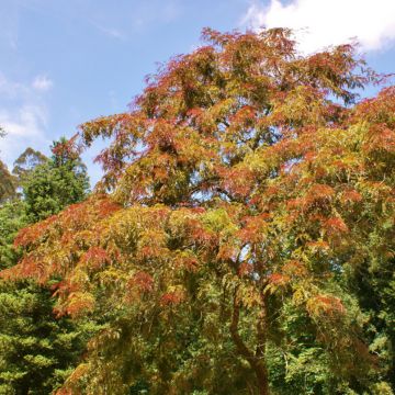 Gleditsia triacanthos f.inermis Rubylace - Honeylocust