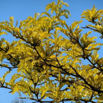 Gleditsia triacanthos f.inermis Shademaster - Honeylocust