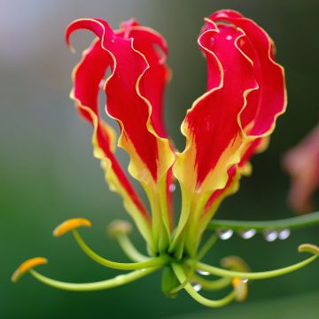 Gloriosa superba Rothschildiana - Glory Lily