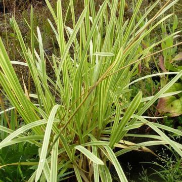 Glyceria maxima Variegata