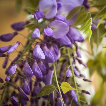 Wisteria brachybotrys Yokohama Fuji