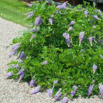 Wisteria macrostachya Aunt Dee