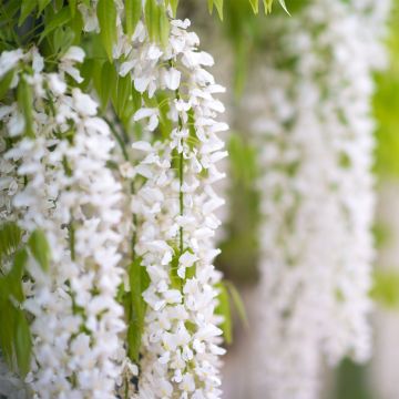 Wisteria frutescens var. macrostachya Clara Mack