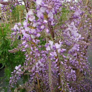 Wisteria sinensis Caroline