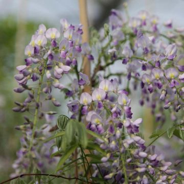 Wisteria sinensis Prolific