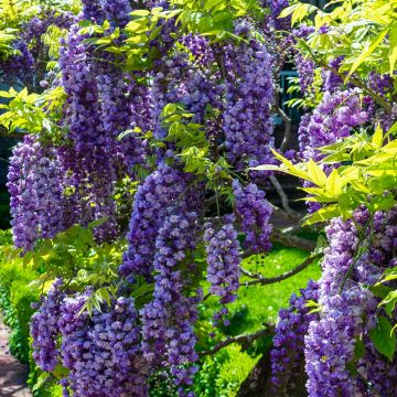 Wisteria sinensis Flore Pleno